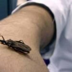 Detección del Chagas:  jornada de detección en Bahía​