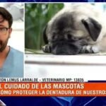 “El 85% de los perros adultos tiene algún grado de enfermedad en los dientes”​