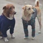 El frío y los perros: “La ropita sirve, pero hay que sacarla y cepillar para evitar problemas en el pelo”​