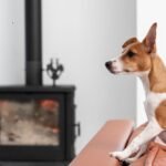 Qué significa que tu perro se quede mirando un punto fijo