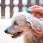Cronograma de atención veterinaria municipal en la primera semana de junio​