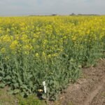 El paso a paso de la nutrición de los cultivos que dan revancha en el invierno