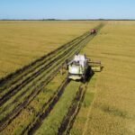 “Cada vez somos menos”: hay riesgo de que este año muchos productores abandonen la siembra de un tradicional cultivo