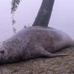Apareció un elefante marino en Escobar y sorprendió a los vecinos