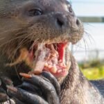 A un año de su vuelta: así fue la reintroducción de la nutria gigante que estaba extinta en la Argentina desde hace 40 años
