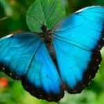 Científicos advirtieron sobre los efectos que las altas temperaturas pueden provocar en la exótica mariposa Morpho